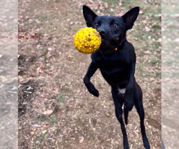 Medium Photo #7 Mutt Puppy For Sale in Stevens Point, WI, USA