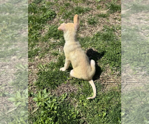 Medium Photo #3 Siberian Husky-Unknown Mix Puppy For Sale in Springdale, PA, USA
