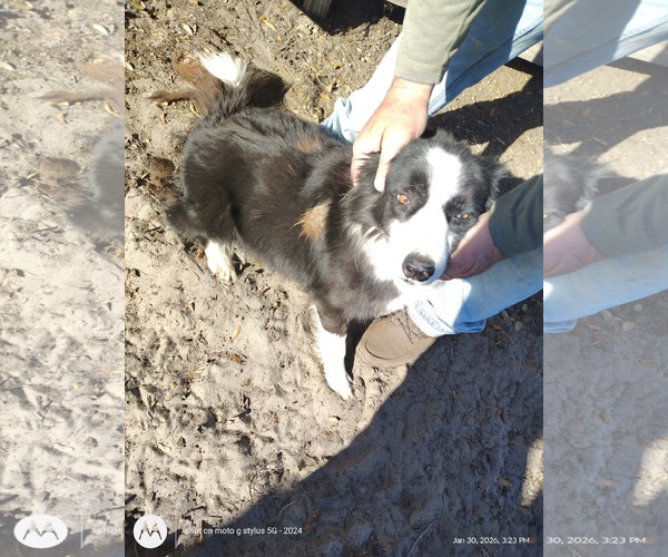 Medium Photo #3 Border Collie Puppy For Sale in Sanford, FL, USA
