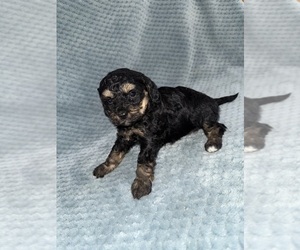 Medium Cavapoo mix (+ Poodle Miniature)
