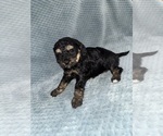Puppy Puppy 4 Cavapoo mix (+ Poodle Miniature)