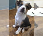 Small #1 Jack Russell Terrier Mix