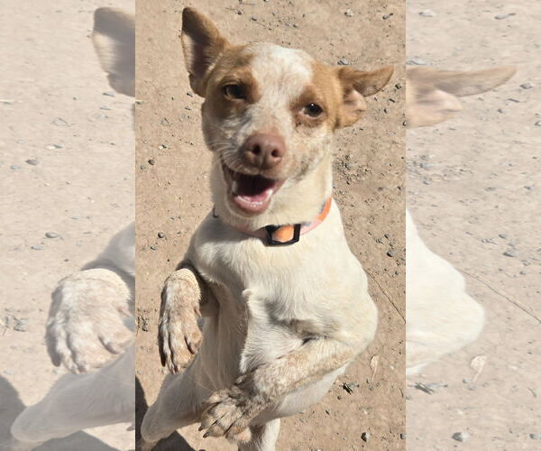 Medium Photo #2 American Rat Pinscher Puppy For Sale in Peralta, NM, USA
