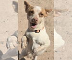 Small #1 American Rat Pinscher