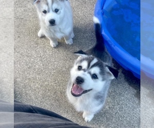 Siberian Husky Dogs for adoption in METAIRIE, LA, USA