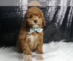 Small Photo #2 Maltipoo Puppy For Sale in WARSAW, IN, USA