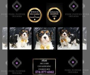 Cavalier King Charles Spaniel Puppy for sale in WARSAW, IN, USA