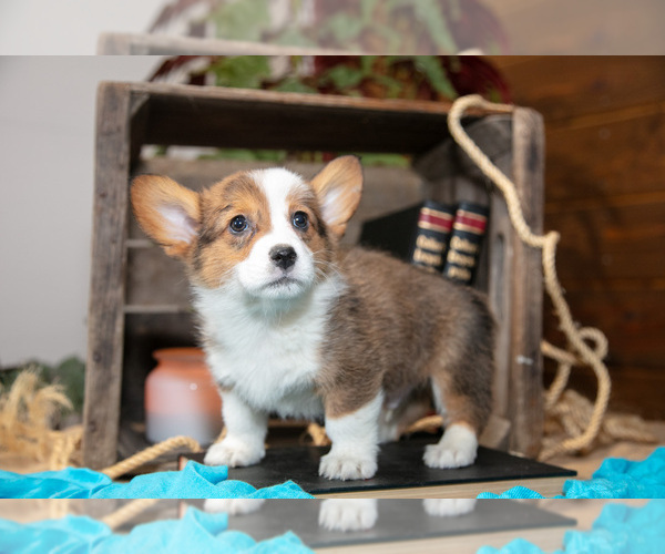 Medium Photo #2 Pembroke Welsh Corgi Puppy For Sale in WAKARUSA, IN, USA