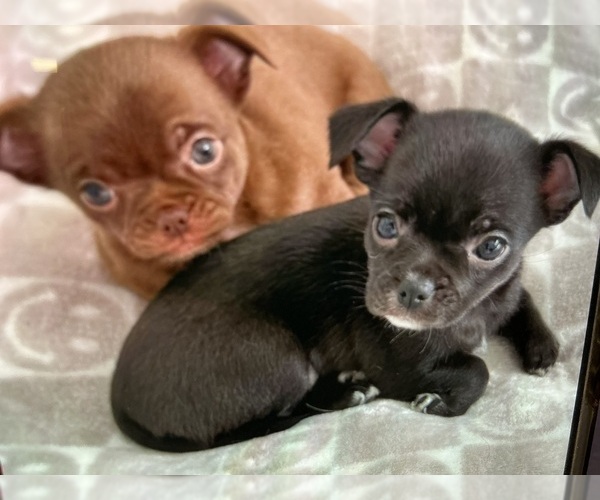 Medium Photo #1 Chihuahua Puppy For Sale in WHALEYVILLE, MD, USA