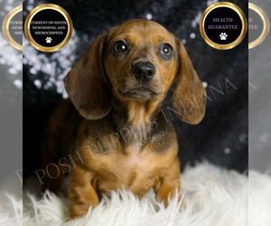 Dachshund Puppy for sale in WARSAW, IN, USA