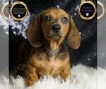 Small Dachshund