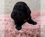 Small Photo #23 Goldendoodle Puppy For Sale in PIERSON, FL, USA