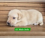 Small #13 Labrador Retriever