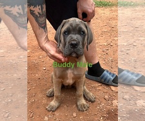 Cane Corso Puppy for sale in ROCKMART, GA, USA