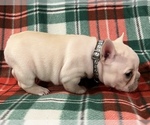 Small Photo #16 French Bulldog Puppy For Sale in BOLIVAR, MO, USA