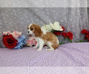 Cavalier King Charles Spaniel Puppy for sale in FREDERICKSBURG, OH, USA