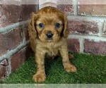 Small #2 Cavalier King Charles Spaniel