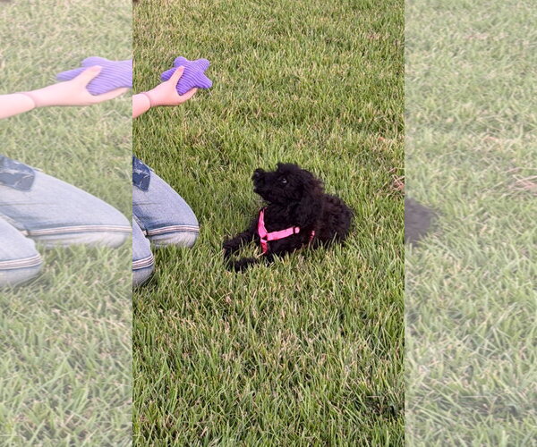 Medium Photo #1 Poodle (Miniature)-Unknown Mix Puppy For Sale in Holly Springs, NC, USA