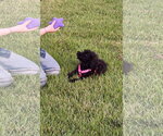 Koko - Female Poodle (Miniature)-Unknown Mix Dog for Adoption - Small photo