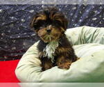Small Photo #11 Shorkie Tzu Puppy For Sale in PATERSON, NJ, USA