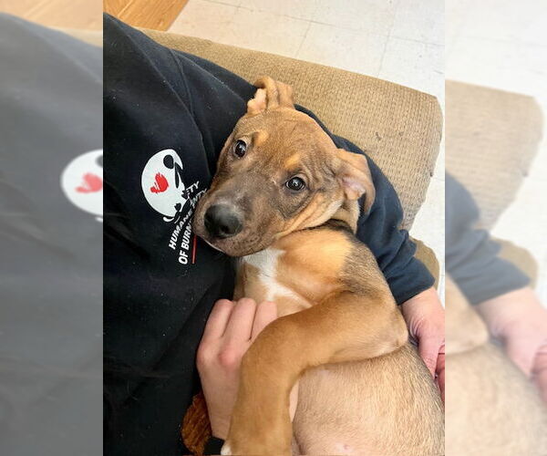 Medium Photo #3 Mutt Puppy For Sale in Webster, WI, USA