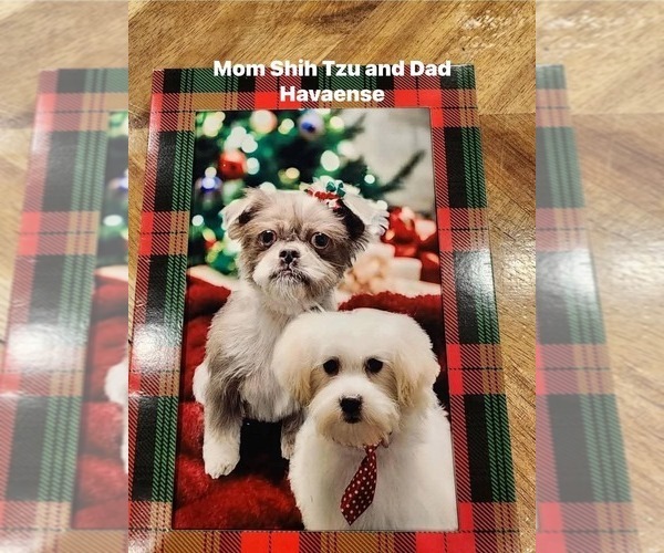Medium Photo #1 Havashu Puppy For Sale in LAVINIA, TN, USA