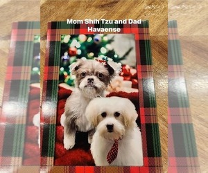 Father of the Havashu puppies born on 10/08/2025