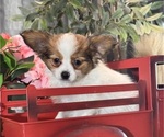 Small #4 Papillon
