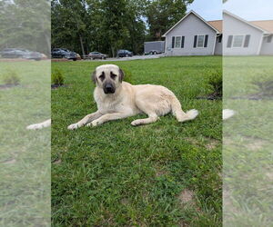 Anatolian Shepherd Dogs for adoption in Vail, AZ, USA