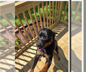 Rottweiler Dogs for adoption in Mt. Laurel, NJ, USA