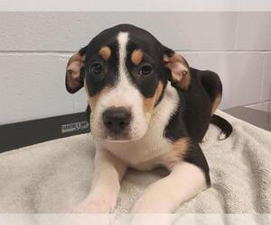 Border-Aussie Dogs for adoption in Ames, IA, USA