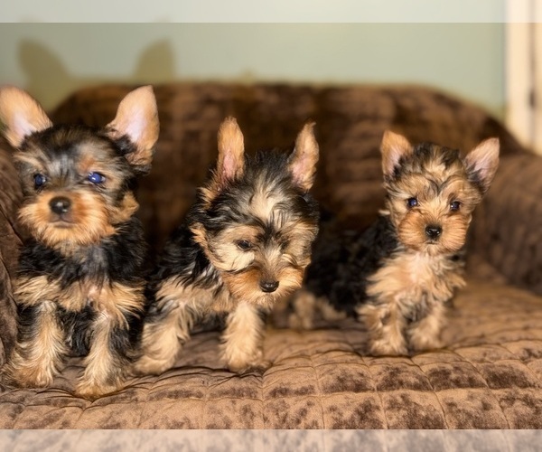 Medium Photo #5 Yorkshire Terrier Puppy For Sale in DETROIT, MI, USA
