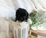 Small Photo #26 Cavapoo Puppy For Sale in MARQUAND, MO, USA