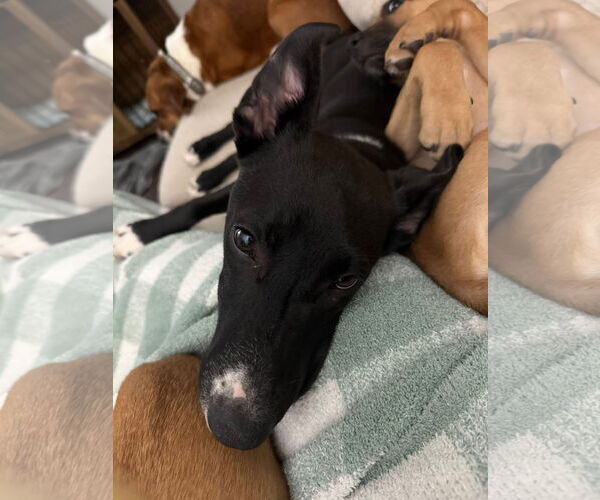 Medium Photo #9 Mutt Puppy For Sale in Germantown, OH, USA