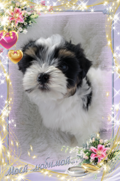 Medium Photo #4 Havanese Puppy For Sale in DOUGLAS, GA, USA