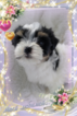 Small Photo #4 Havanese Puppy For Sale in DOUGLAS, GA, USA