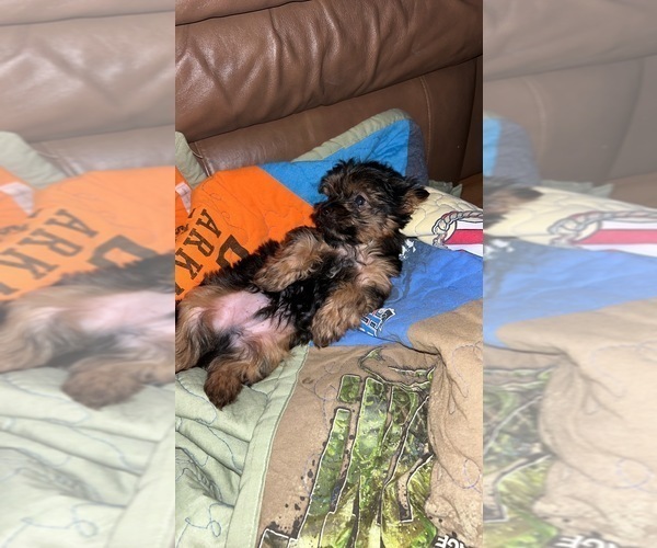 Medium Photo #4 Yorkshire Terrier Puppy For Sale in RUSSELLVILLE, AR, USA