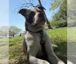 Small #4 American Pit Bull Terrier Mix