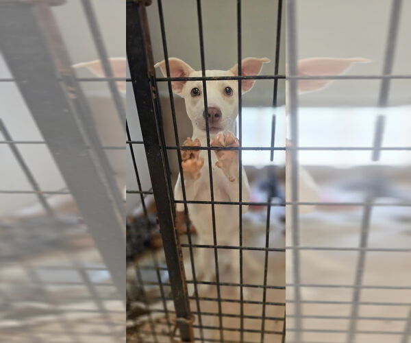 Medium Photo #1 Jack Russell Terrier-Whippet Mix Puppy For Sale in Osgood, IN, USA