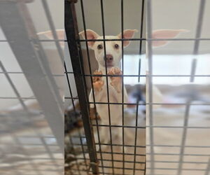 Jack Russell Terrier-Whippet Mix Dogs for adoption in Osgood, IN, USA