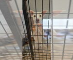 Small Jack Russell Terrier-Whippet Mix