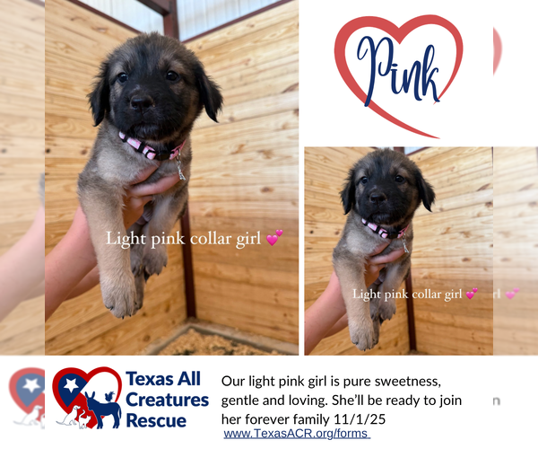 Medium Photo #1 Labrenees Puppy For Sale in Lillian, TX, USA