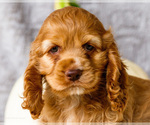 Small Photo #13 Cocker Spaniel Puppy For Sale in WAKARUSA, IN, USA
