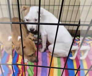 American Pit Bull Terrier Dogs for adoption in Texas City, TX, USA