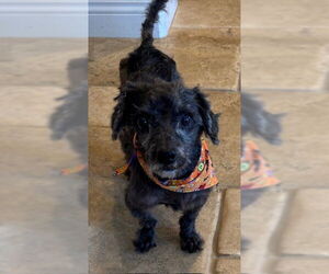 Mutt Dogs for adoption in San Diego, CA, USA