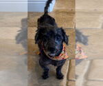 Small Mutt