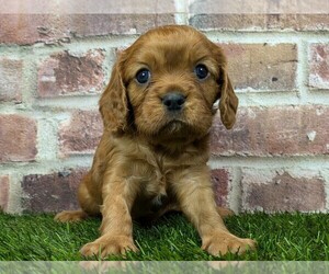 Cavalier King Charles Spaniel Puppy for sale in MOBERLY, MO, USA