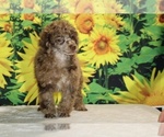 Maurice - Male Poodle (Toy) Puppy for Sale - Photo #23