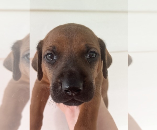 Medium Photo #3 Rhodesian Ridgeback Puppy For Sale in MADISON, GA, USA
