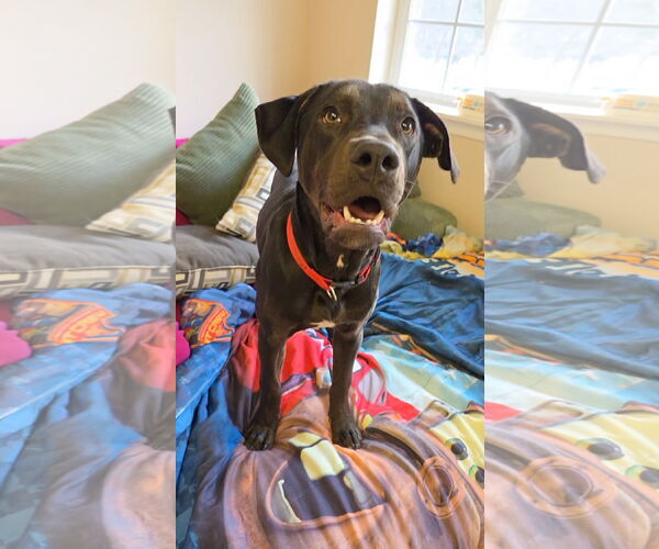 Medium Photo #2 Rottweiler-Unknown Mix Puppy For Sale in Rockaway, NJ, USA